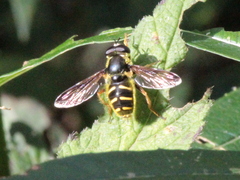 Sericomyia chrysotoxoides image