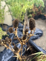 Eryngium yuccifolium
