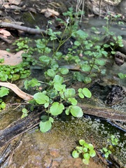 Nasturtium officinale