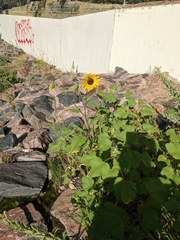 Helianthus annuus