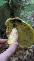 Boletus sensibilis