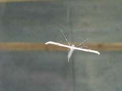 Emmelina monodactyla