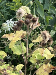 Arctium minus