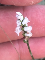 Spiranthes tuberosa