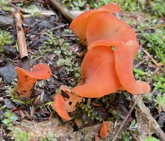 Guepinia helvelloides