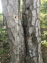 Pinus