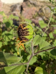 Helianthus annuus