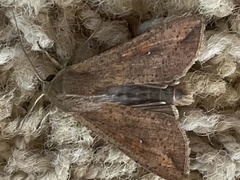 Mythimna