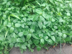 Malvastrum coromandelianum