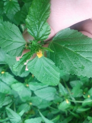 Malvastrum coromandelianum