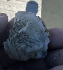 Crassostrea virginica