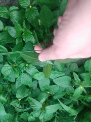 Malvastrum coromandelianum