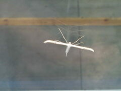 Emmelina monodactyla