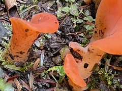 Guepinia helvelloides