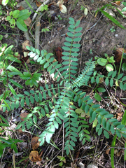 Astragalus tennesseensis