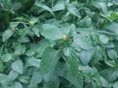 Malvastrum coromandelianum