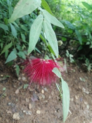 Calliandra