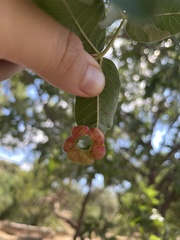 Pistacia terebinthus