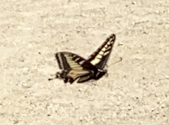 Papilio zelicaon