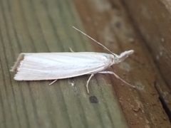 Crambus perlella