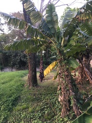 Musa