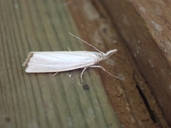 Crambus perlella