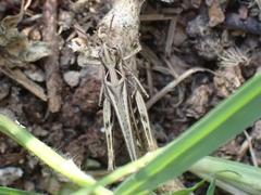 Chorthippus brunneus