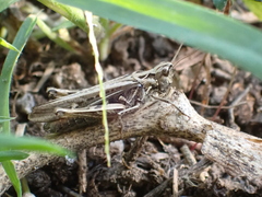 Chorthippus brunneus