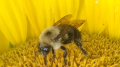 Bombus bimaculatus