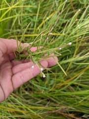 Epilobium palustre
