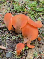 Guepinia helvelloides