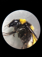 Bombus sonorus