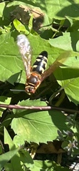 Sphecius speciosus