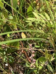 Chamaedaphne calyculata