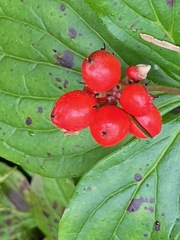 Cornus unalaschkensis