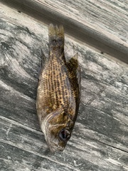 Ambloplites rupestris