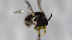 Perdita octomaculata