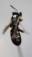 Perdita octomaculata