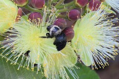 Xylocopa grisescens