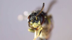 Perdita octomaculata