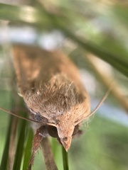 Noctua pronuba