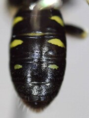 Perdita octomaculata