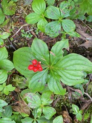 Cornus unalaschkensis