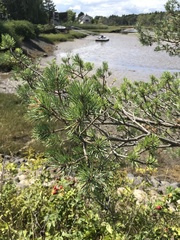 Pinus