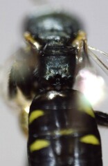 Perdita octomaculata