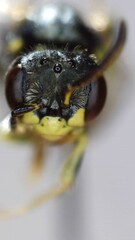 Perdita octomaculata