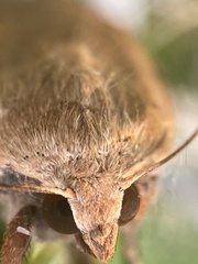 Noctua pronuba