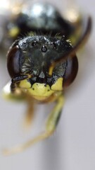 Perdita octomaculata