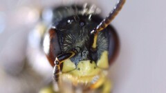 Perdita octomaculata