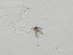 Clogmia albipunctata